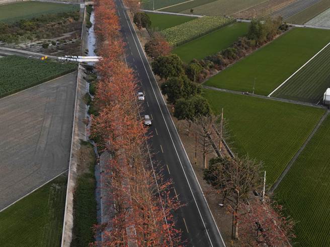 云林虎尾高铁站附近145线道木棉花道从空中鸟瞰，在附近绿色农田与树林中形成一条橘色彩带。（黄子明摄）