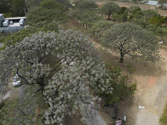 彰化大肚溪畔的棒垒球场一带堤防有为数颇多的苦楝树，每年三四月苦楝花盛开时，紫色花海伴随淡淡清香，令人心旷神怡。（黄子明摄）