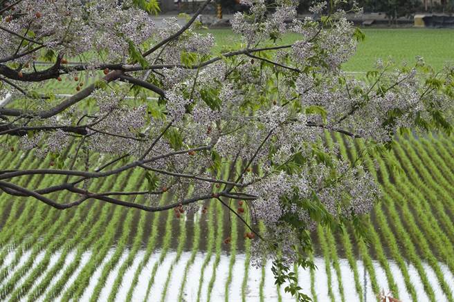 彰化大肚溪畔的棒垒球场一带堤防有为数颇多的苦楝树，每年三四月苦楝花盛开时，紫色花海伴随淡淡清香，令人心旷神怡。（黄子明摄）