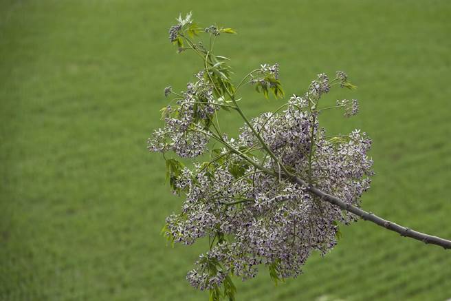 彰化大肚溪畔的棒垒球场一带堤防有为数颇多的苦楝树，每年三四月苦楝花盛开时，紫色花海伴随淡淡清香，令人心旷神怡。（黄子明摄）