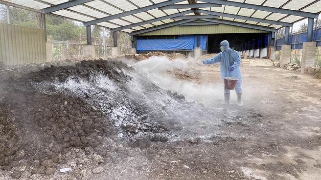 将生石灰撒布于禽场内地面及鸡粪堆肥表面，藉其吸收水气后会发热之原理进行杀菌。(于家麒摄)