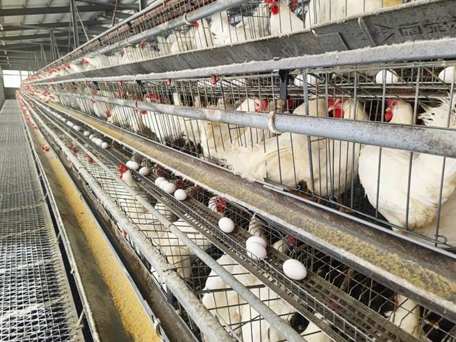 金门地区目前各禽场鸡只都很健康，产蛋量也都正常，鸡肉售价与蛋价均尚能维持平稳。(图／民眾提供)