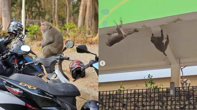 林佑之晒出猴子爬上爬下的调皮画面。(图/林佑之 IG)