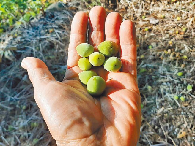 台南市楠西区梅岭生产的梅子因缺水长不大。（许鸿文提供／程炳璋台南传真）
