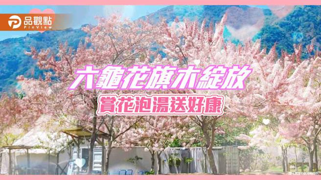 品观点｜高雄六龟花旗木绽放  山城赏花泡汤送好康（高雄市观光局提供）