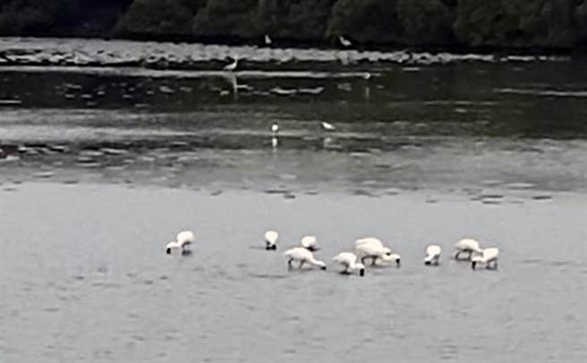 台南市南区鲲鯓路滨海公路旁的红树林溼地时，被发现约有10多只黑面琵鹭族群正在觅食。（李启维提供／洪荣志台南传真）