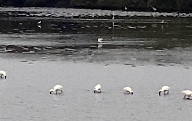 台南市南区鲲鯓路滨海公路旁的红树林溼地时，被发现约有10多只黑面琵鹭族群正在觅食。（李启维提供／洪荣志台南传真）