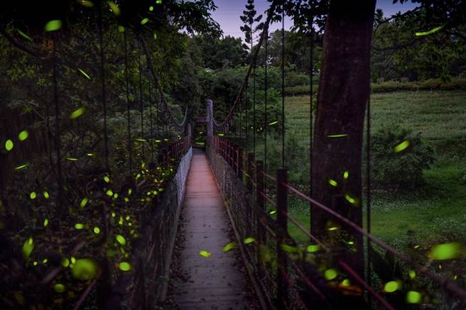新北市農業局表示，喜歡自由行的遊客，可以選擇參加文山農場「純賞螢」收費行程。（新北市農業局提供）
