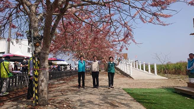 台南市長黃偉哲（中）認為西港花旗木有如4月粉紅雪，很適合情人在樹下告白與求婚。（程炳璋攝）