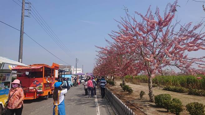 西港金砂里的花旗木花15年種植從無到有，現有200棵持續擴大栽種，每逢3月、4月花季，都吸引遊客拍照打卡。（程炳璋攝）