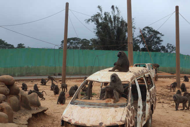 六福村宣布日前身亡的狒狒是园区所有。（资料照，邱立雅摄）