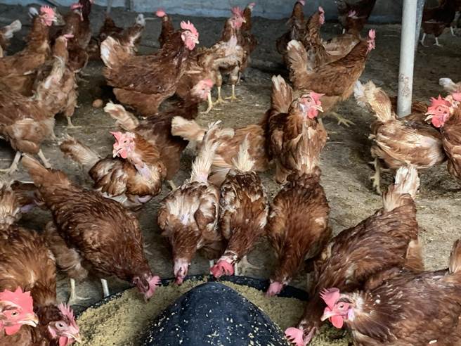 花莲县内有73家禽场，县府监控并协助业者防范前流感病毒入侵。（王志伟摄）