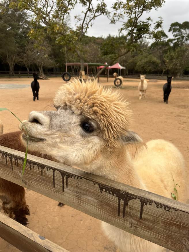 近年来许多农、牧场会为吸引人潮会引进可爱小动物进行表演，桃园目前有6家获得展演许可证。（陈梦茹摄）