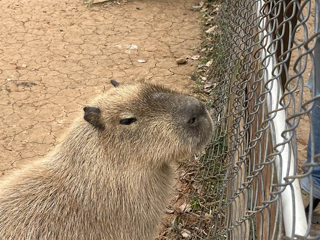 近年来许多农、牧场会为吸引人潮会引进可爱小动物进行表演，桃园目前有6家获得展演许可证。（陈梦茹摄）