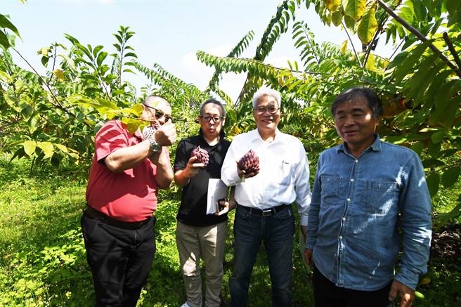 本Okamoto株式会社副社长冈本俊一郎一行，今日到台东参观释迦园。（庄哲权摄）