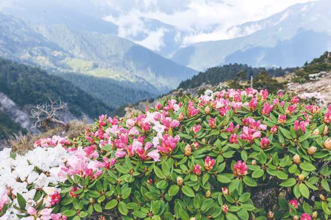 春天时石门山高山杜鹃花盛开，美不胜收。（图/ 花莲趣提供）