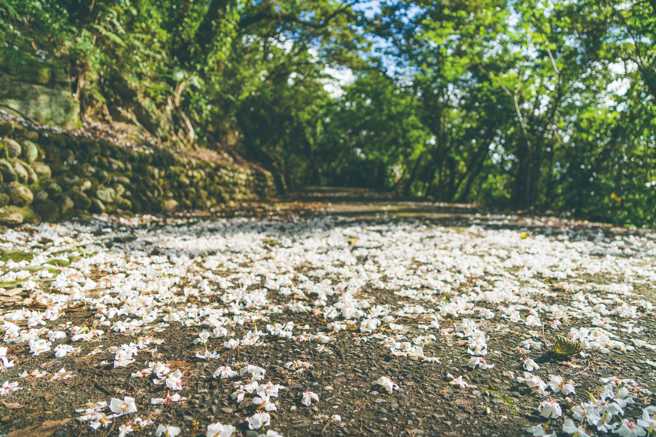春夏之际油桐花落满一地，让步道犹如一条美丽洁白的花毯。（图/ 花莲趣提供）