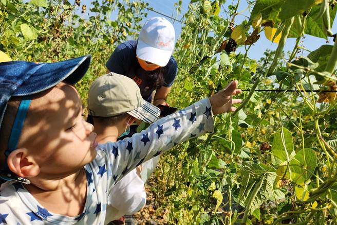 慢飛天使採四季豆。（林雅惠攝）