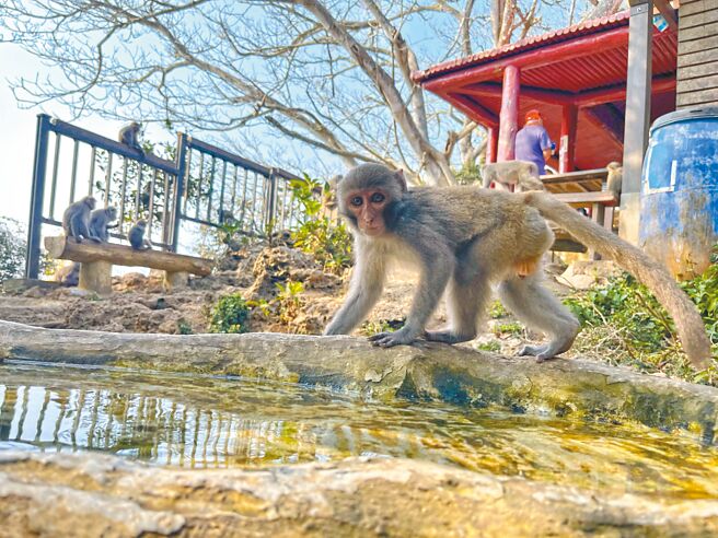 柴山缺水导致猴群进攻各奉茶站茶桶，雅座奉茶志工队设置动物专用的饮水槽，让猴群有固定水源饮用，避免猴群之乱。（袁庭尧摄）