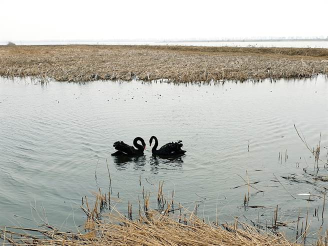 七里海湿地公园园区内一对黑天鹅在此「居留」已4年，彼此形影不离。（蓝孝威摄）