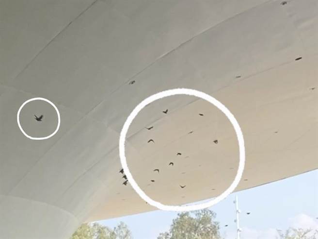 馆内不时有鸟群飞来飞去。（杨舒婷摄）