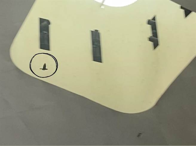 鸟类飞来飞去也让鸟屎如雨下。（杨舒婷摄）