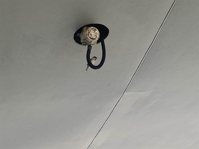 馆内天花板上的灯材等器具，经常有鸟类停留，下方地板经常有明显鸟屎痕迹。（杨舒婷摄）