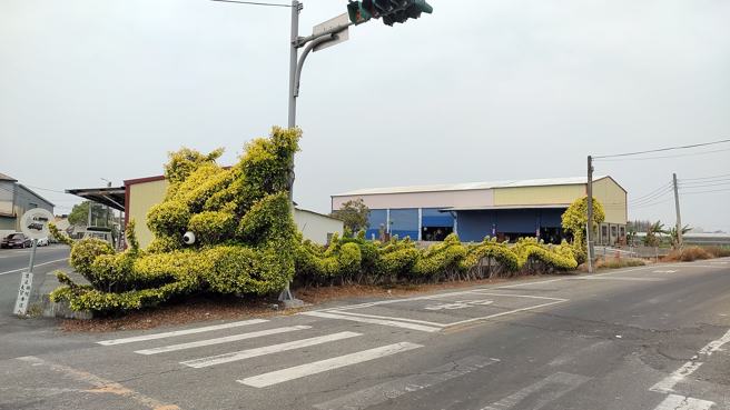 一名网友在路边发现整排草丛被修剪成「一条龙」，巨大龙头和龙身相当栩栩如生，照片让其他网友惊嘆「高手在民间」。（翻摄自脸书「路上观察学院」）