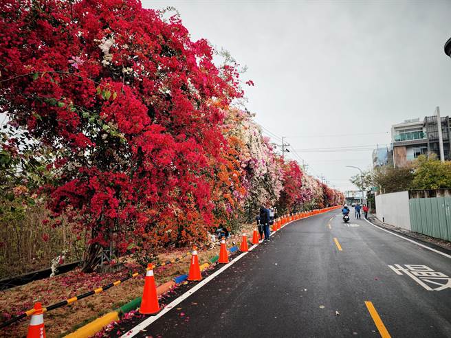 彰化县田中镇梅州街旁，有一排将近300公尺高大壮丽的九重葛花墙，5米高的九重葛彩虹花瀑倾泻而下，不过路旁维护安全的三角锥也从头摆到尾，让拍照的民眾觉得很煞风景，超不美丽。(吴建辉摄)