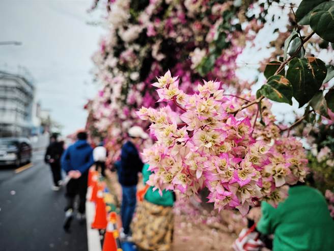 许多民眾一兴奋就忘记自己身处在马路旁，时常上演人车争道的景象，当地民眾大嘆，真的很危险。(吴建辉摄)