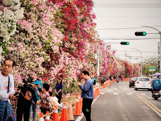 田中镇公所表示，希望赏花的民眾能走在三角锥的界线内，不要走到马路上避免发生危险。(吴建辉摄)