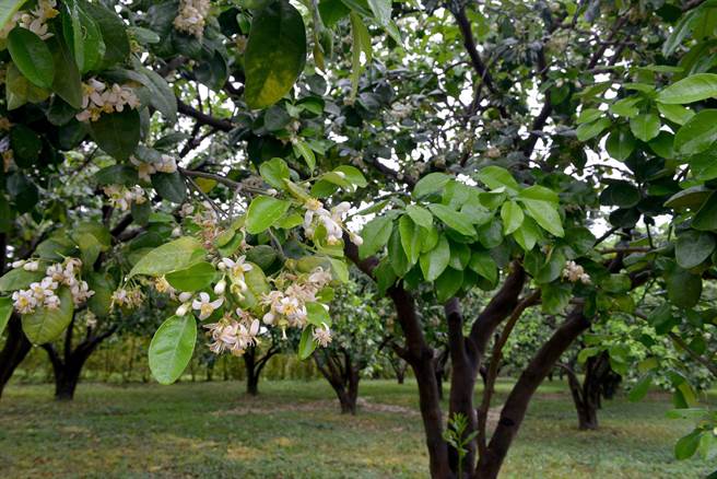 现在正是柚花盛开时节，清香四溢。（苗栗县政府提供／李京升苗栗传真）