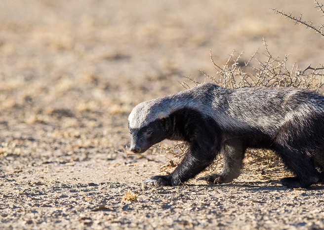 2隻蜜獾分進合擊，不要命的打法把獅群也嚇傻了。（示意圖／達志影像）