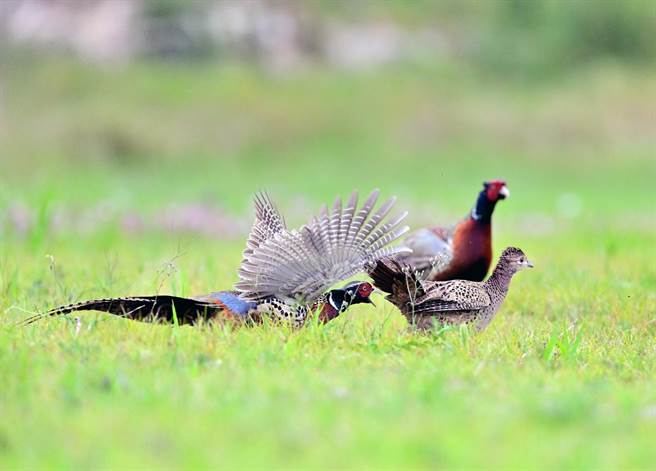 目前正值环颈雉繁殖季，台东包括知本溼地、河口及公园，常可看到牠们开演热闹的春天大戏。（庄哲权摄） 