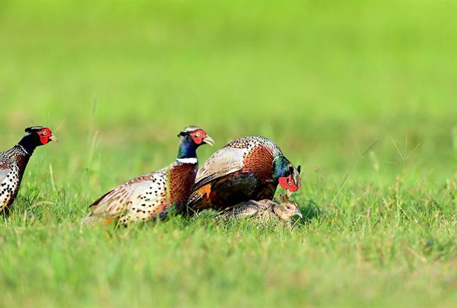 目前正值环颈雉繁殖季，台东包括知本溼地、河口及公园，常可看到牠们开演热闹的春天大戏。（庄哲权摄） 