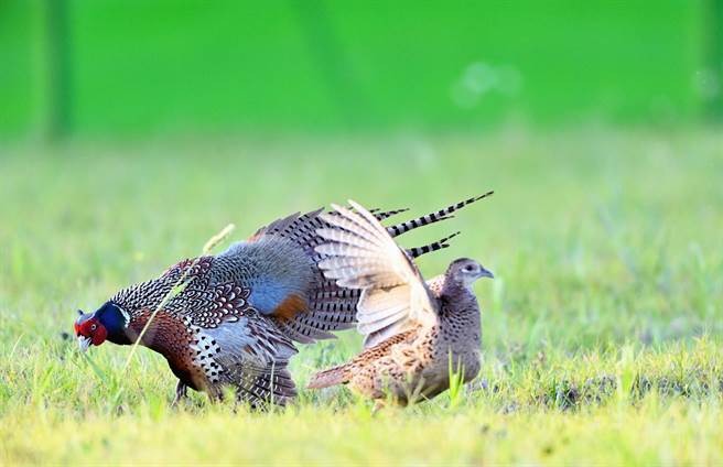 目前正值环颈雉繁殖季，台东包括知本溼地、河口及公园，常可看到牠们开演热闹的春天大戏。（庄哲权摄） 