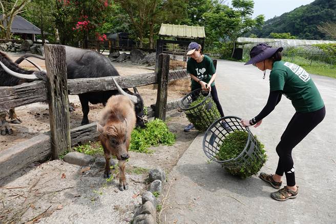 王龙芬和陈秀婷满足的看着水牛吃着他们辛苦拔的草。（头城农场提供／吴佩蓉宜兰传真）
