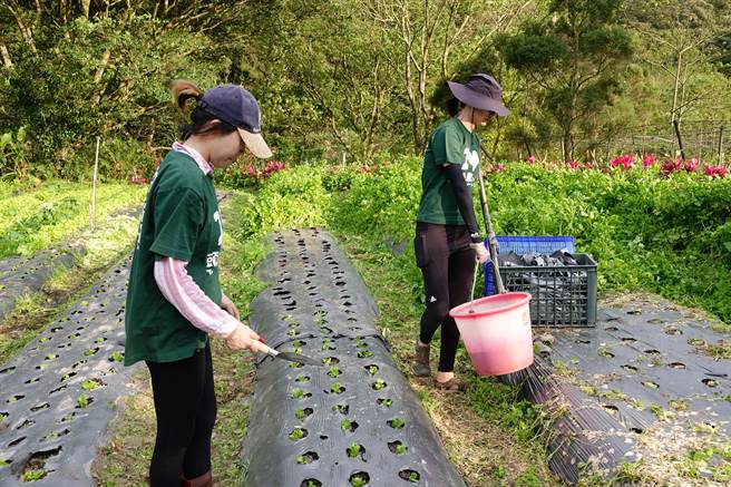 2人整理着有机菜园。（头城农场提供／吴佩蓉宜兰传真）