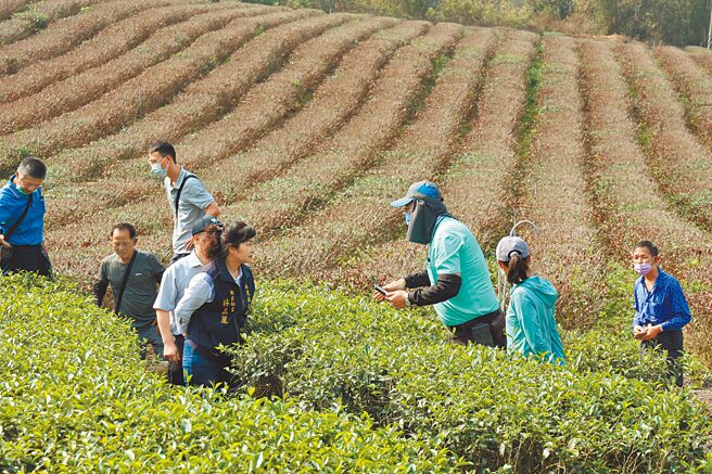 大旱无雨灾损严重，南投整片茶园枯萎，春茶将歉收。（南投县政府提供／廖志晃南投传真）