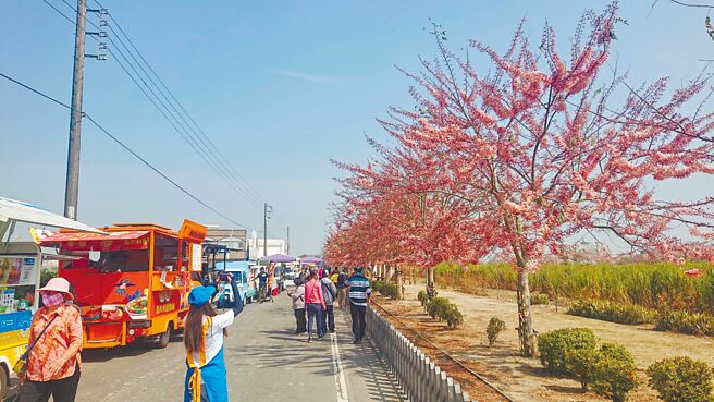 台南市西港金砂里的花旗木花15年种植从无到有，现有200棵持续扩大栽种，每逢3月、4月花季，都吸引游客拍照打卡。（程炳璋摄）