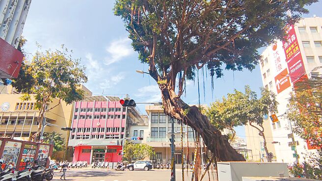 高雄市凤山区曹公国小旁有一棵显眼的「歪腰榕树」，而榕树下方装着3支铁架支撑着，马路上围起三角锥和防撞杆，让经过的人都相当不解这是什么情形。（杨舒婷摄）