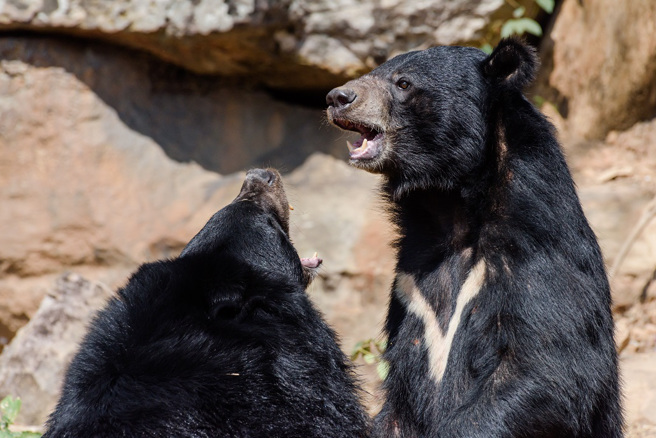大陸一名女子在動物園看見亞洲黑熊身上的毛髮全部結塊，就像是長滿鱗片的穿山甲。(示意圖/達志影像)