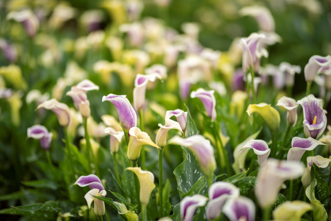 成片海芋映入眼帘，在优雅美丽的海芋花海中拍照、打卡，享受一个惬意的下午。（图／桃园市政府提供）