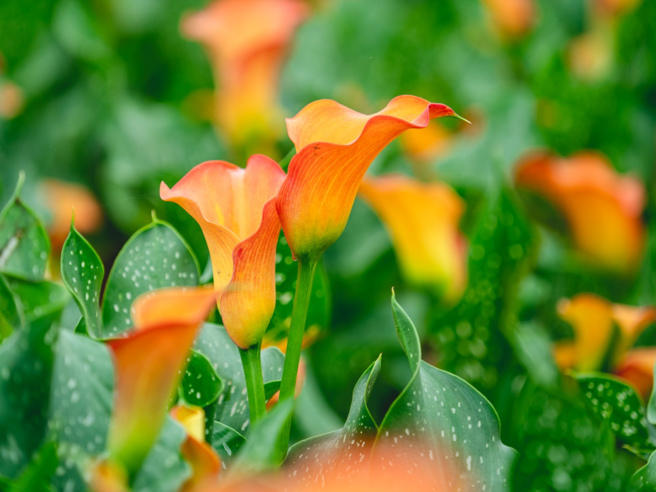 海芋将在彩色海芋季活动结束后回收种球保存，待第三年復育后重新回归展区绽放美丽花朵。（图／桃园市政府提供）
