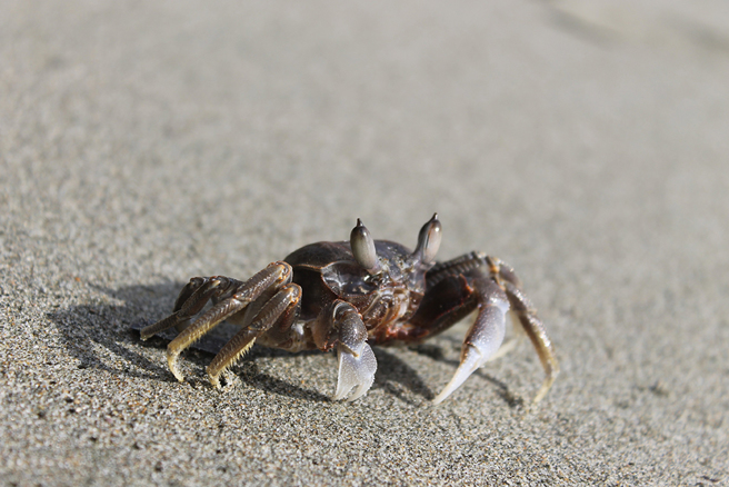 大陆网友目击沙滩上的螃蟹一边横着走，一边快速做出沙球。（示意图／达志影像）