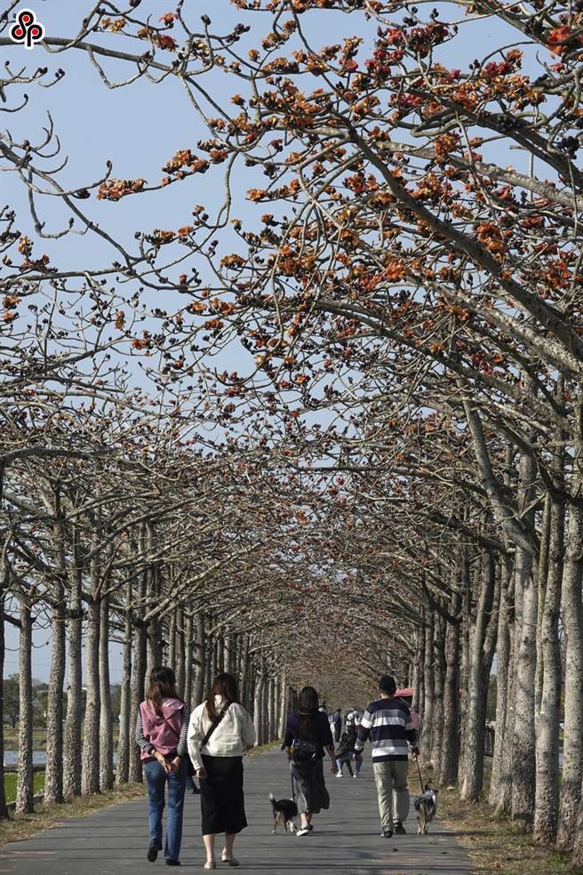 近日是木棉花期。示意图为台南白河林初埤木棉花道。（本报资料照片）