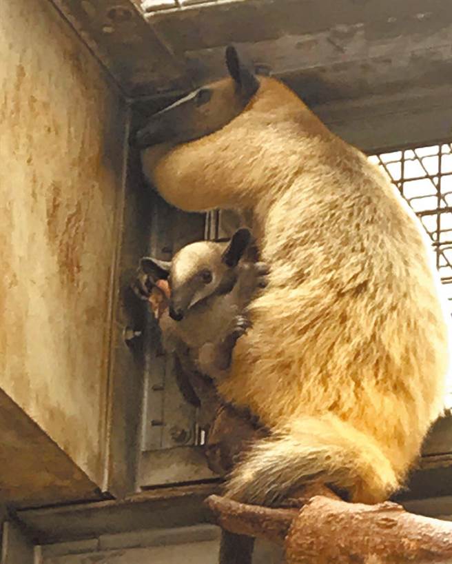 近年动物脱逃事件最久的，是台北市立动物园的食蚁兽小红，足足脱逃90天才被寻回，图为大小两只食蚁兽攀爬在树枝上。（资料画面）