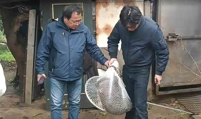 东非狒狒桃园18天落网，却因枪伤严重死亡（桃园市农业局提供）