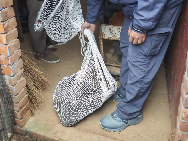 东非狒狒遭捕获后没多久就因为中枪伤重不治。（读者提供／陈麒全桃园传真）