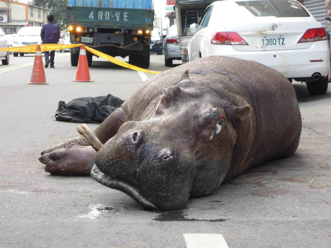 天马牧场2014年整修，把「阿河」暂移到苗栗县安置，园区整修完后载「阿河」回天马牧场，没想到却在运送途中跳车，摔落地面重伤。（中时资料照／江诗筑摄）